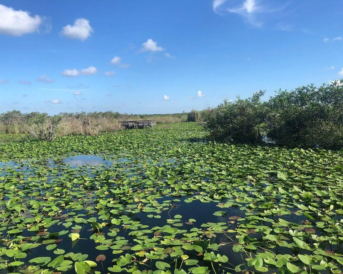 Dag 11 - 12 Everglades City FL