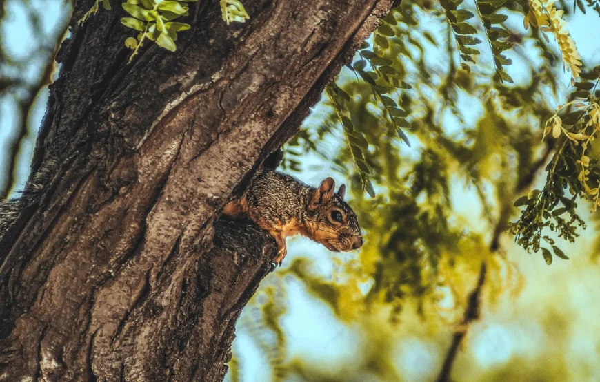 Fly & Drive Route 66 | USA